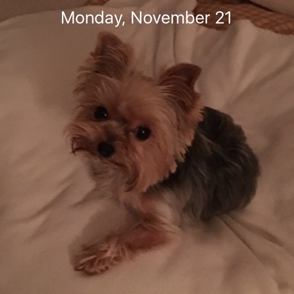 Meet your Posher, Casey - Picture 1 of 1